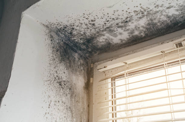 Affordable Commercial Mold Remediation solutions in Woodville, TX